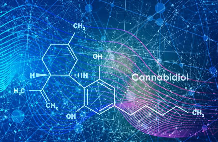 The Endocannabinoid System: What Is It and How Does CBD Affect It?