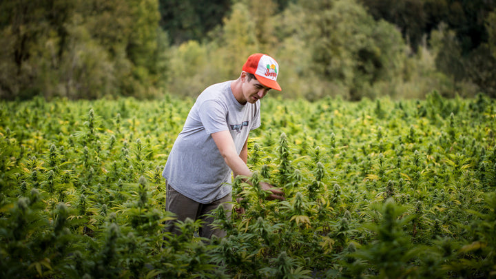 James Glang a cultivator with Revana Collective collects hemp from plants