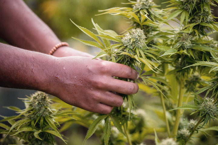 hand picking a plant for cannabinoid products and hemp