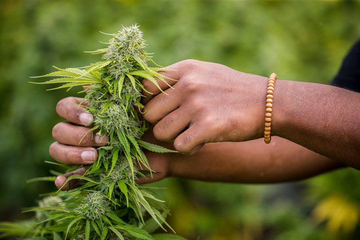 worker at Revana Farm collecting hemp from a plant