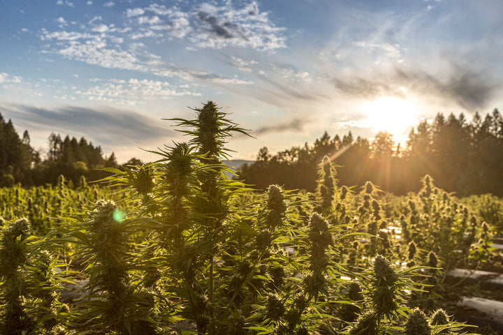 close up of the hemp plants at Revana Farms