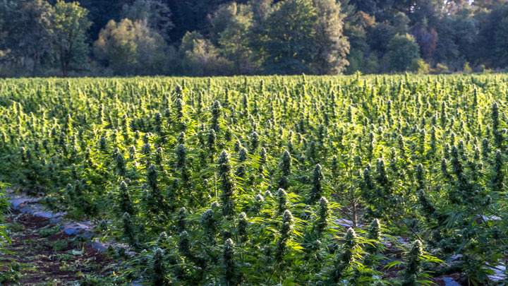 rows of hemp plants being harvested for Revana Collective products